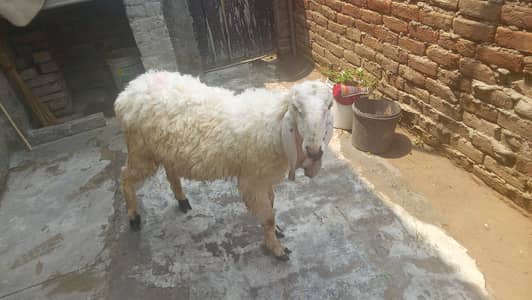 Kajlaaa cross chathraa pakaa kheera پکا کھیرا 03074117968