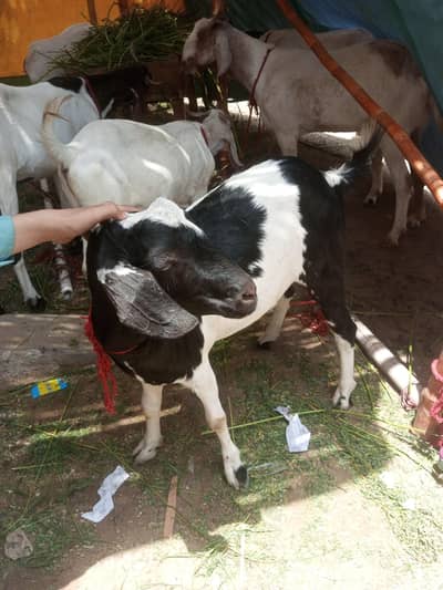 live kg goats bakra qurbani  khasi acha bakra