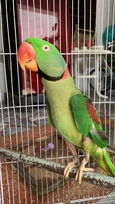 Talking parrot