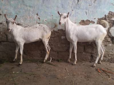 Bakre
