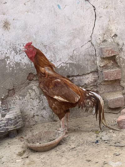 Danger + Beautiful Rs 7000 Thousand Final 6000 Thousand