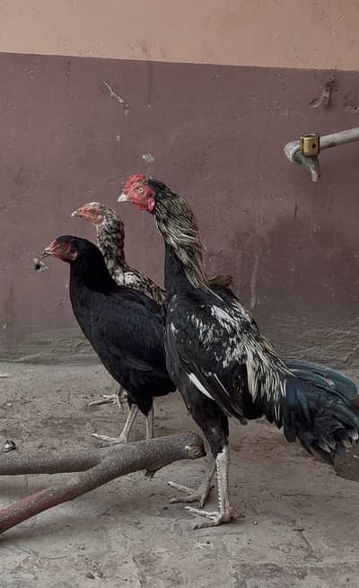 PURE MIANWALI ASEEL WHITE PAIR