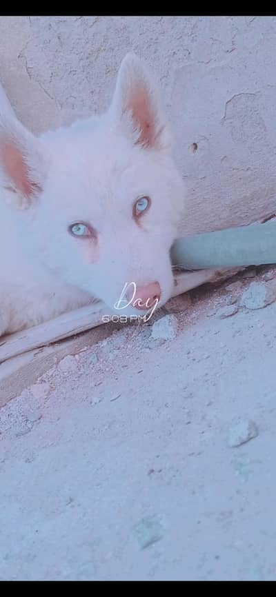 pure white