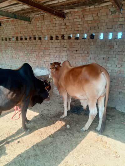bull for qurbani 03090919021