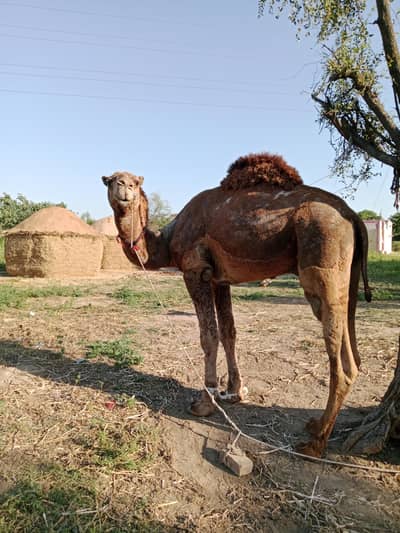 Qurbani camel for sale 03125173572