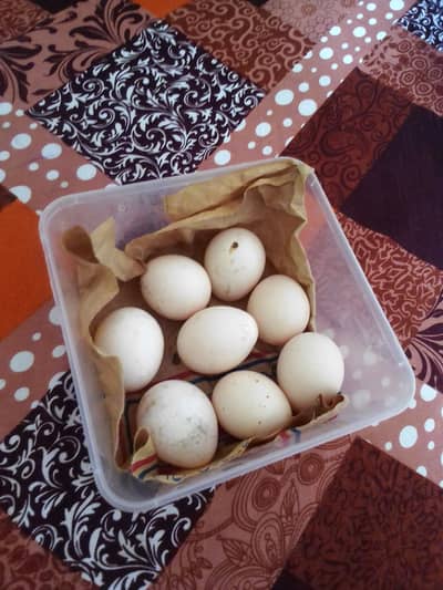 100% 10/10 condition Desi murgi eggs 03120084469