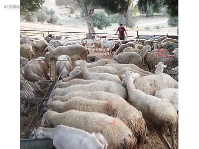 Eid-ul-Adha Bulk Stock: 200 Dumby aur 100 Bakray Dastyab