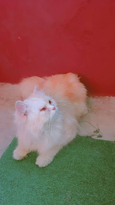 breeder female for sale video available