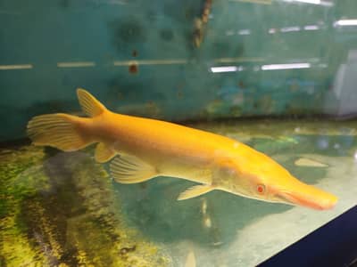 Albino alligator gar , golden highback arowana, Oscar,platinum bicher