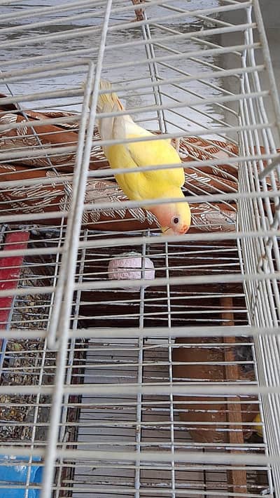 Lutino Bird, Lovebird