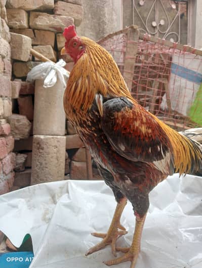 MianWali Aseel Pair