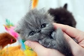 Grey Punch Face persian kittens available