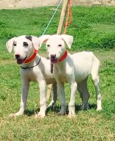 bully dog |security pair |  bully gultair  puppis for sale