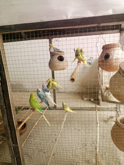 budgie sparrows for sale