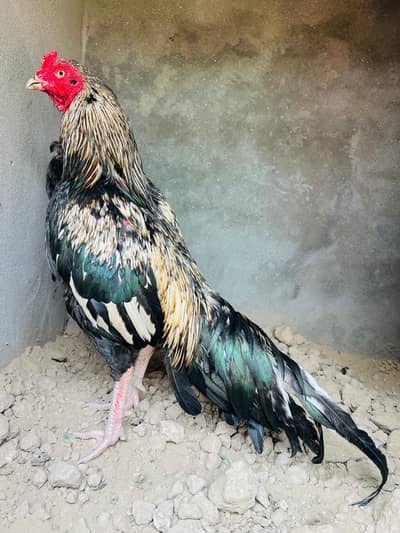 argent for sale top quality 3birds