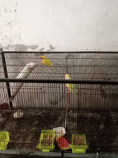 Love birds with cage