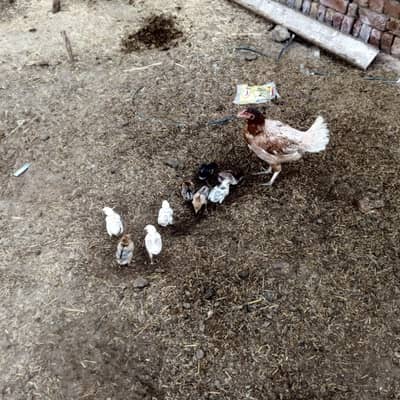 aseel chick+female for sell