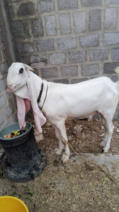 gulabi breed