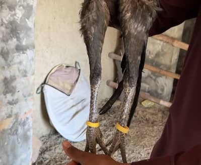 Aseel dragon patha for sale