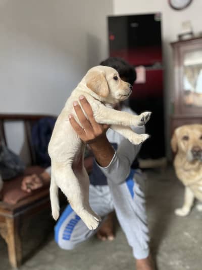 Labrador female heavy bone structure 03243071070 full active healthy