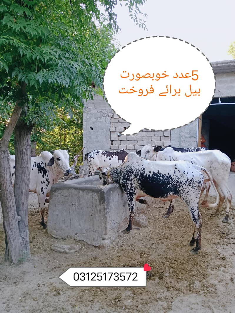 بہترین نسل کے 5 خوبصورت، طاقتور اور صحت مند دو دانت بیل دستیاب ہیں۔ 0