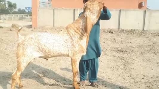 Qurbani lagwane wala Bakra For sale WhatsApp 03106417029
