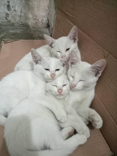 Persian Loving Friendly Mother Cat With cute kitten