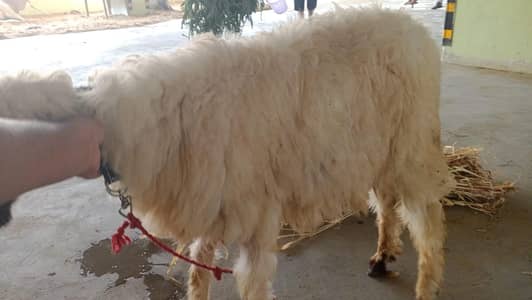 sheep available for qurbani 2026
