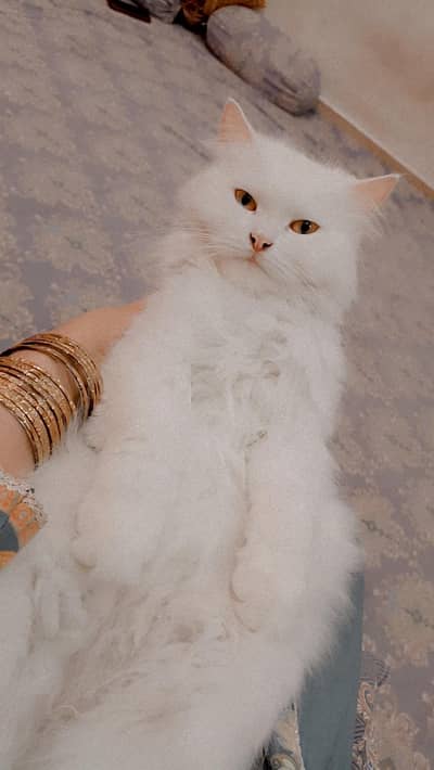 PERSIAN KITTENS FOR SALE
