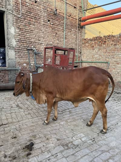 Qurbani 2026 بچھڑی فور سیل