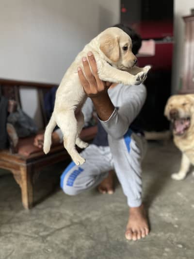 Labrador female puppy health active 03243071070