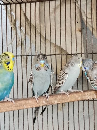 grey black face size working male or voilet bf female exchange posible
