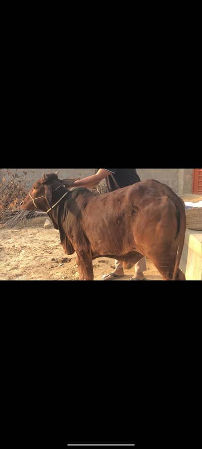 2 dant bachri for sale