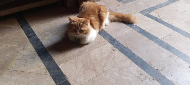 Fluffy Persian Cat for Sale – Healthy & Cute 