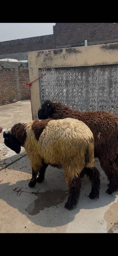 Dumbay/ chattay/ sheep/ goat for qurbani
