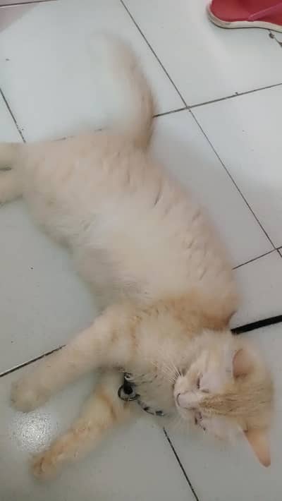 Persian cat for sale triple code
