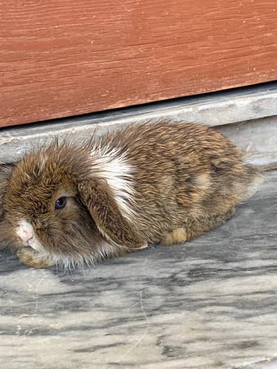 pure holland lop bunnies available for sale