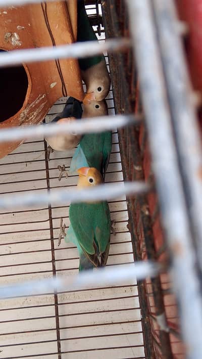 Par-Blue Fisher, Lovebirds