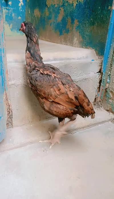Aseel Shajri Murgi/Murghi