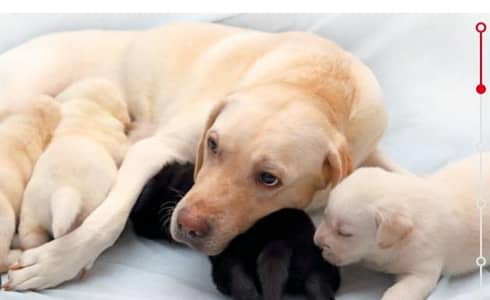 LABRADOR PUPPIES FOR SALE