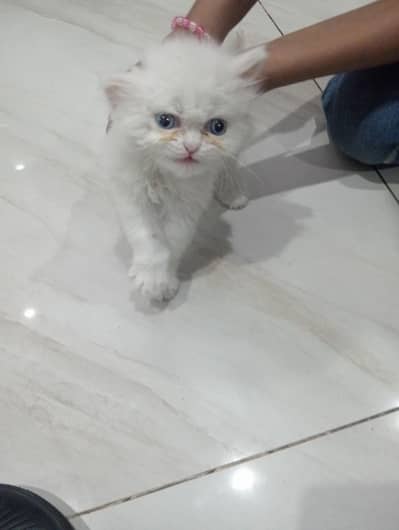 pure Persian cat