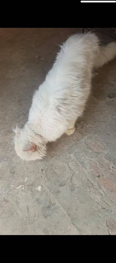 Persian Male Cat - Healthy and Active