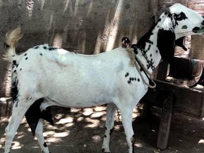 Doodh wali Desi bakri for sale 03230010522