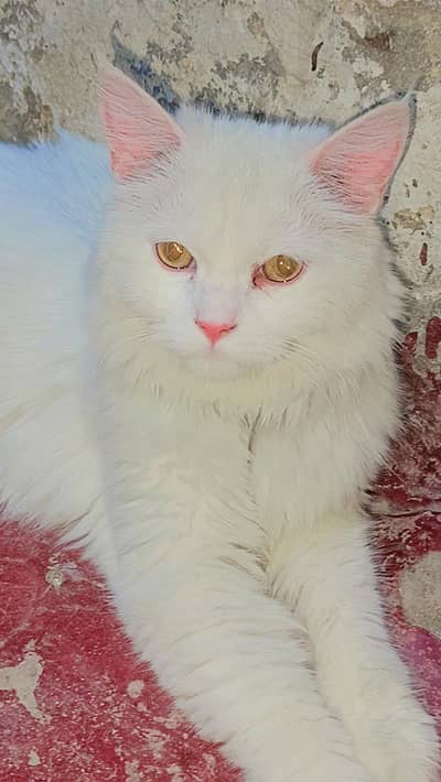 urgent Persian cat for sale Punch face my home bread