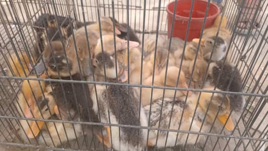 dasi ducks