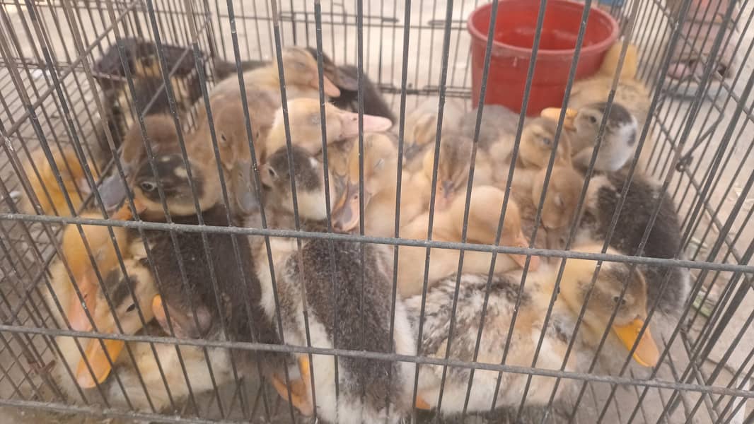 dasi ducks 0