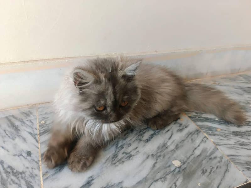 kittens + cats 1