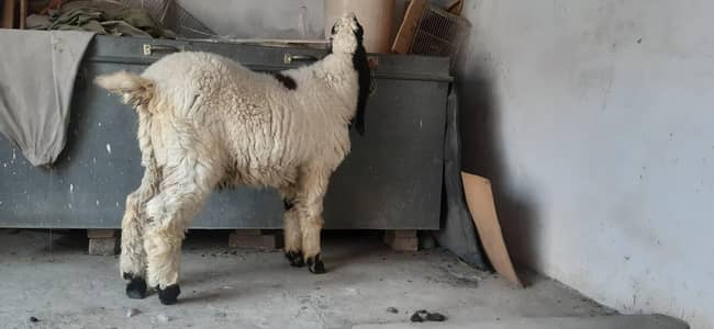 dumba for sell