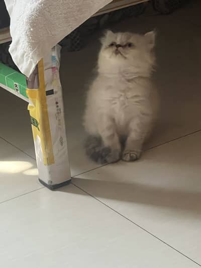 Triple coat Persian kittens male/female/pair for sale