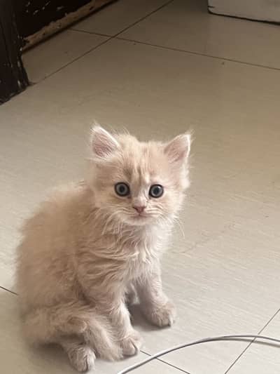Triple coat Persian male kitten for sale